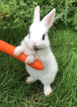 小兔子抱著胡萝卜吃草,表情太萌了