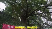 歌望海高歌《小楼一夜听春雨》唱出了多少痴情人的心声音乐背景音乐视频音乐爱奇艺