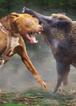 两只猎狗拼命攻击野猪,野猪用獠牙还击,猎狗却死战不退!