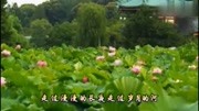 催泪伤感情歌《雨荷》10人听9人落泪,听得心碎音乐背景音乐视频音乐爱奇艺