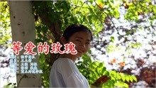 等爱曲谱_等爱的玫瑰图片(2)