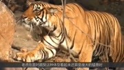 藏獒和东北虎“互殴”,藏獒最多能撑几秒?东北虎:以卵击石!娱乐完整版视频在线观看爱奇艺