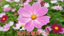 曲谱花开花谢又一年_花开花谢又是一年图片(2)