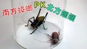 【实验】南方蟑螂PK北方蝈蝈,场面一度失控!生活完整版视频在线观看爱奇艺