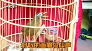 画眉鸟叫声:画眉鸟放声高歌,歌声嘹亮,好听!生活完整版视频在线观看爱奇艺