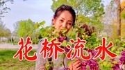 一首网络歌曲《花桥流水》好听极了,节奏欢快,送给大家!音乐背景音乐视频音乐爱奇艺