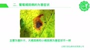 【葡萄种植】病害褐斑病的识别与生态防控技术资讯搜索最新资讯爱奇艺