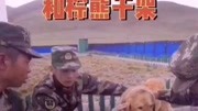 军犬营地与熊搏斗受伤!“无言战友”的感人瞬间!资讯搜索最新资讯爱奇艺