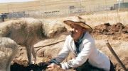 养狼人老郑带你认识中国独有犬种“狼獒”生活完整版视频在线观看爱奇艺