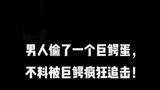 巨鳄风暴 男人偷了一个巨鳄蛋，不料被巨鳄疯狂追击！我要上 