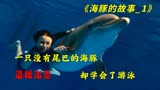 一只没有尾鲫的海豚，却学会了游泳《海豚的故事》