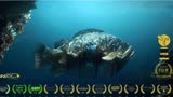 CG动画短片 -《杂种》未来水世界，机械污染下残酷的海洋生存环境