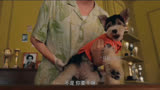 谁都逃不掉的真香定律！养狗前：臭死了#电影爱犬奇缘 #