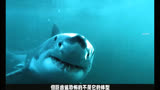 吴京电影中的《巨齿鲨》，到底是影视形象，还是真实存在过的物种