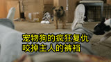 宠物狗的疯狂复仇，咬掉主人的裤裆，爆笑喜剧《复仇狗联盟》