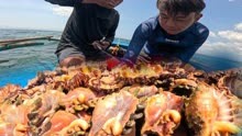 国外赶海抓蜘蛛螺，潜水七米海底发现大量海螺海胆，抓两千块海货