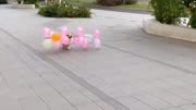 狗狗含着一排气球准备回家，遇到一个美女居然问它要，太搞笑了！