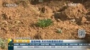 玛咖遭遇白菜价 无人问津农民拿来喂猪资讯搜索最新资讯爱奇艺