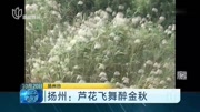 扬州:芦花飞舞醉金秋原创完整版视频在线观看爱奇艺