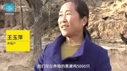 11月15日.甘肃镇原.农村妇女王玉萍看到村里大多数人外出务工土地撂荒,她承包了原创完整版视频在线观看爱奇艺