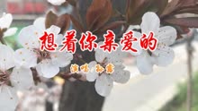孙露一首 想着你亲爱的