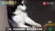 二哈怕被柯基打, 捂它的眼睛假装对方看不见!