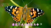 夏雨菲《梦醒了》天亮了,梦醒了,真想一辈子赖着你音乐背景音乐视频音乐爱奇艺