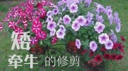 《东篱园艺》:想要矮牵牛爆花,那你一定要这样修剪生活完整版视频在线观看爱奇艺