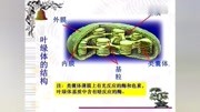 光合作用的过程知识名师课堂爱奇艺