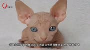 长得像外星人的无毛猫,你们喜欢吗?饲养它需要注意什么?原创完整版视频在线观看爱奇艺