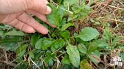 田埂边一种常见的草本植物,叶子似车前草,这些用途你了解了吗资讯搜索最新资讯爱奇艺