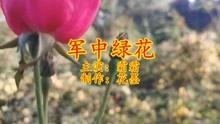 歌曲军中绿花简谱_军中绿花简谱