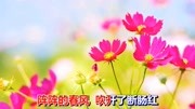 一首经典情歌《断肠红》音乐背景音乐视频音乐爱奇艺