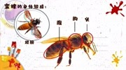 《可爱的小蜜蜂》生活完整版视频在线观看爱奇艺