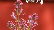 【#你好4月#】春风散去阴霾,万物迎来复苏.四月,桃红李白,春和景明;四月,春光里的中国正在重启.原创完整版视频在线观看爱奇艺