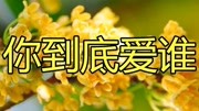 梅朵一曲《风雨红尘心相连》字字真情,,旋律醉人心扉!音乐背景音乐视频音乐爱奇艺