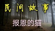 民间故事——报恩的猫原创完整版视频在线观看爱奇艺