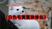 牛头讲民间故事之《白毛黄鼠狼修仙》生活完整版视频在线观看爱奇艺