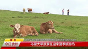 盘州:乌蒙大草原景区迎来夏季旅游热资讯搜索最新资讯爱奇艺