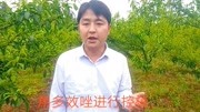 四川种植技术员,李子树穿孔病并不可怕,做到这点轻松防治!生活完整版视频在线观看爱奇艺