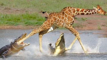 长颈鹿试图逃离鳄鱼-长颈鹿过河对抗鳄鱼!