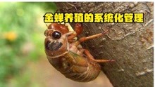 万丰农：金蝉养殖的系统化管理