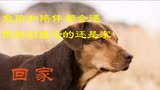 一条狗的回家路：心若没有栖息的地方，到哪都是流浪