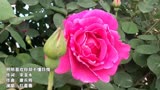 红蔷薇一首《明明喜欢你 却不懂珍惜》太伤感了，听一次哭一次