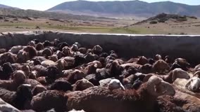 原来真的有洗羊羊！新疆羊群排队进池泡澡宛如下饺子：还是药浴！
