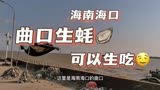 海南海口曲口生蚝🦪 #乡约海南的诗与远方