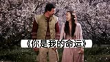 你是我的命运，爱上你我无怨无悔，《你是我的命运》