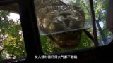 公园里出现变异超长蟒蛇《狂蟒之灾3》惊悚冒险片