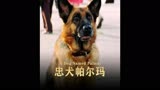 忠犬帕尔玛 电影解说