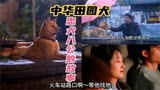 中华田园犬 中国人自己的狗狗 来自国产电影“忠犬八公”的展现